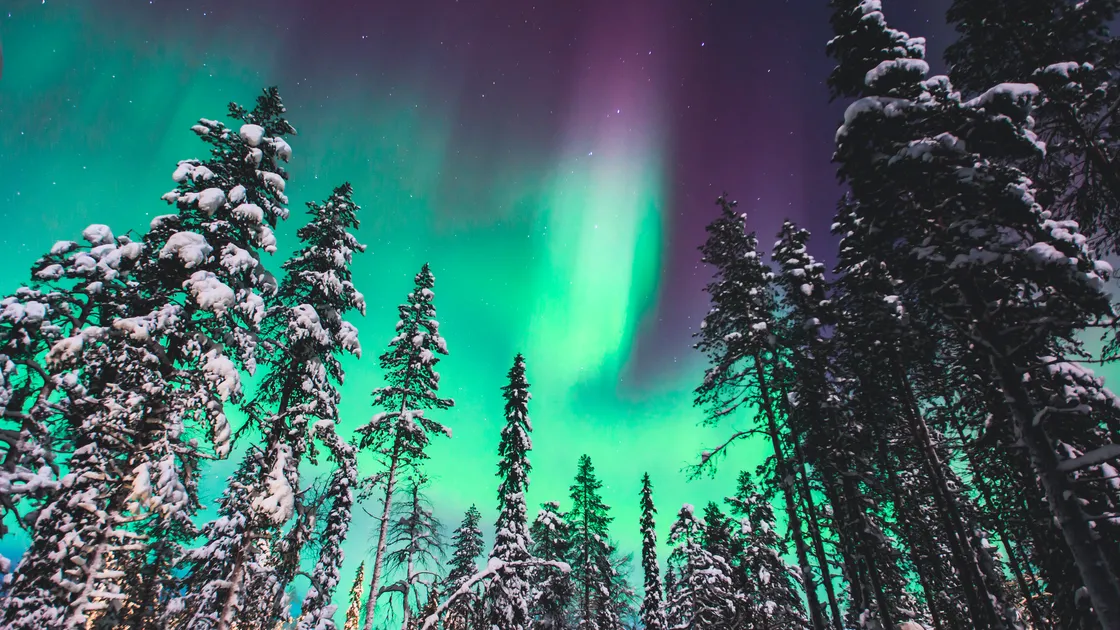 Aurora over a snow-covered forest on a long winter night