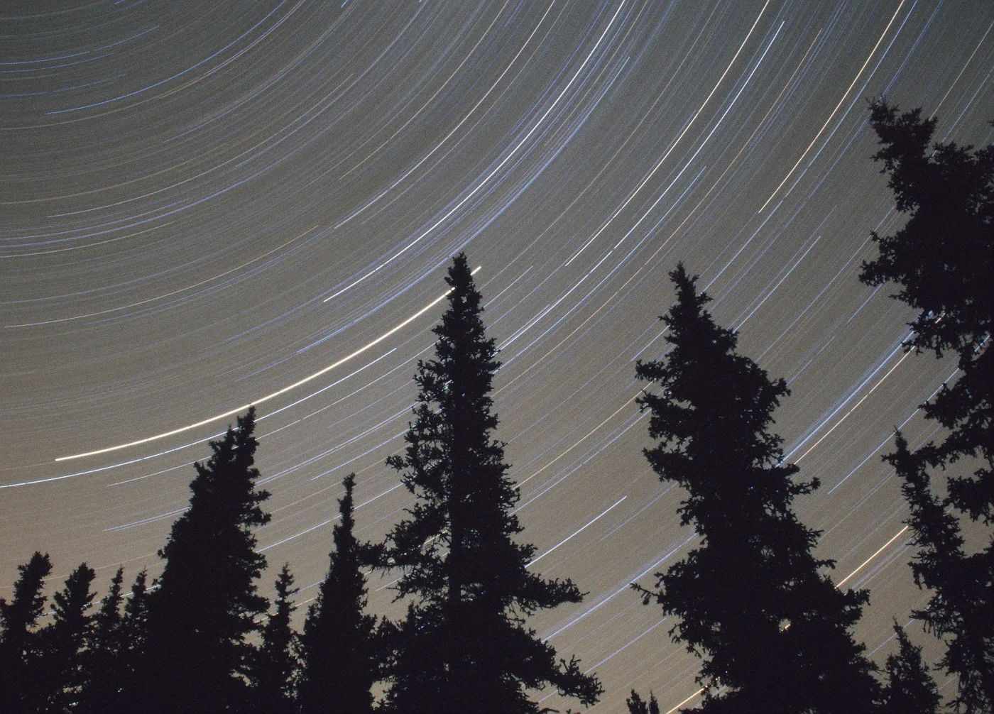 Star trails circling the north celestial pole over black spruce trees